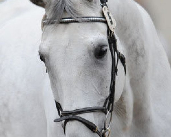 Pferd Diabolus 3 (Hannoveraner,  , von Don Gregory)