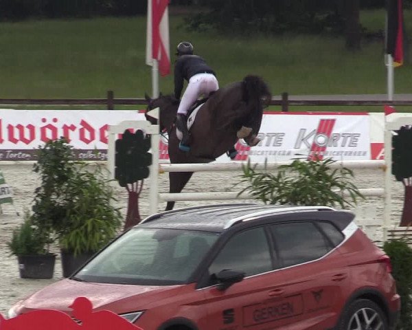 Reitturnier CSI** Westergellersen 2020