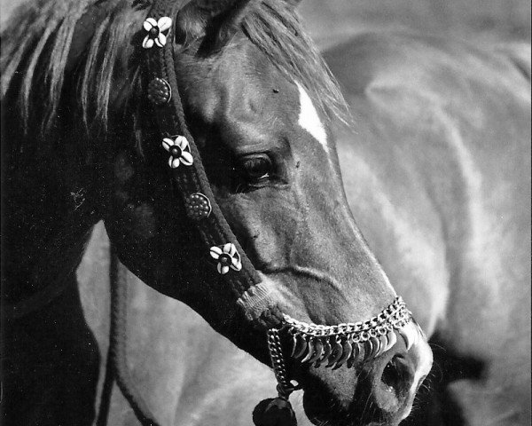 horse Halim Pascha El Seoud ox (Arabian purebred, 1996, from Maysoun 1985 ox)