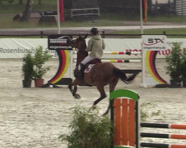 Reitturnier CSI** Westergellersen 2020