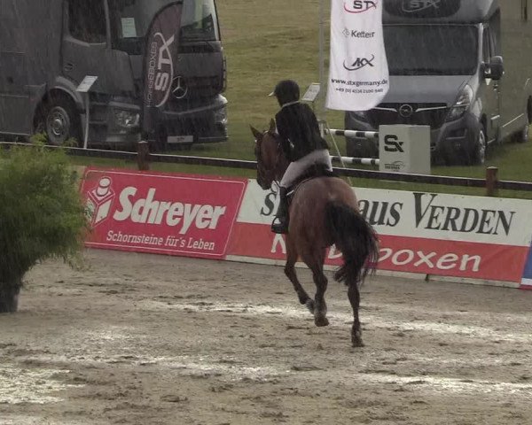 Reitturnier CSI** Westergellersen 2020