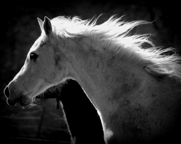 broodmare Tarfa Bint Maysoun EAO (Arabian purebred, 1991, from Maysoun 1985 ox)