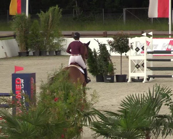 Reitturnier CSI** Westergellersen 2020