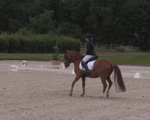 Reitturnier Münster-Handorf 2020