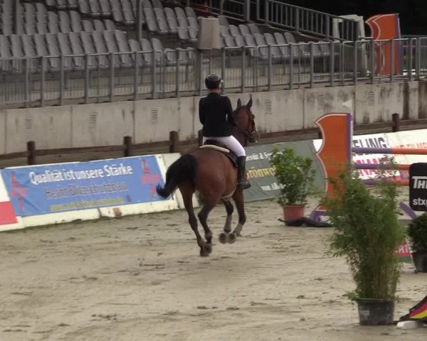 Reitturnier CSI** Westergellersen 2020