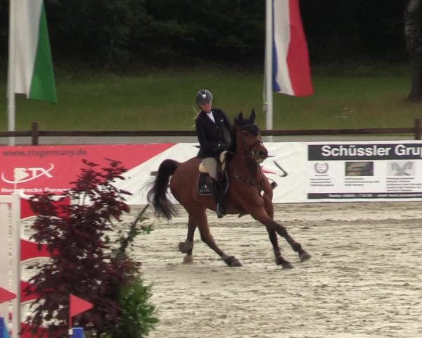 Reitturnier CSI** Westergellersen 2020