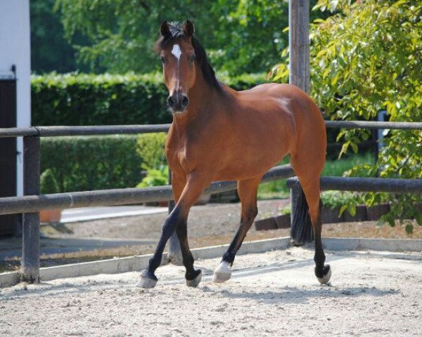 dressage horse Escudo 27 (German Riding Pony, 2002, from Eldorrado)