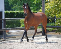 dressage horse Escudo 27 (German Riding Pony, 2002, from Eldorrado)