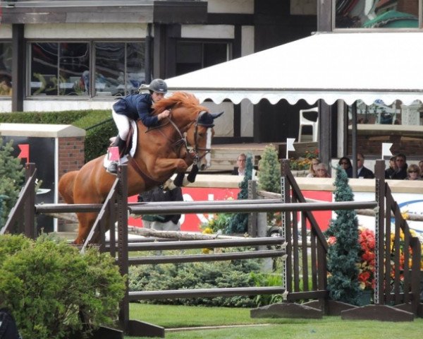 Springpferd Dauphin de Muze (Belgisches Warmblut, 2003, von Quasimodo vd Molendreef)