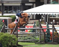 jumper Dauphin de Muze (Belgian Warmblood, 2003, from Quasimodo vd Molendreef)