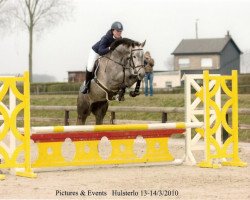 broodmare Geneve de Muze (Belgian Warmblood, 2006, from Vigo d'Arsouilles)