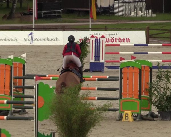 Reitturnier CSI** Westergellersen 2020
