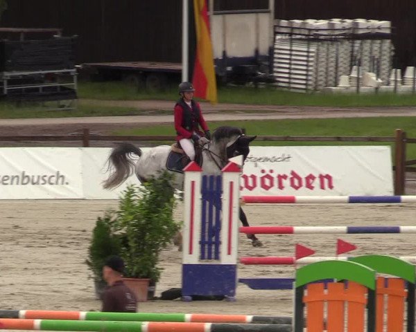 Reitturnier CSI** Westergellersen 2020