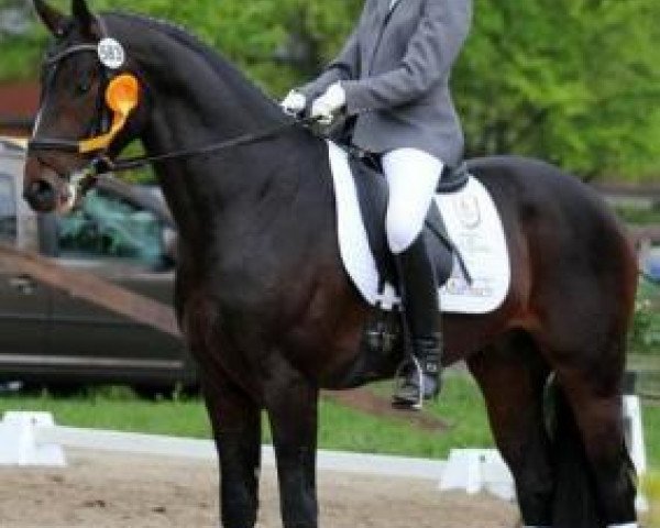 stallion Fürstenhof (Hanoverian, 2010, from Fürst Grandios)