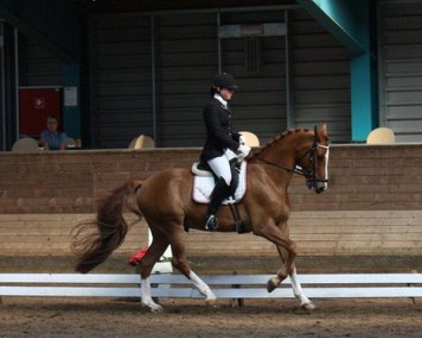 horse Alpha de Jeu (KWPN (Royal Dutch Sporthorse), 2005, from Watermill Scandic)