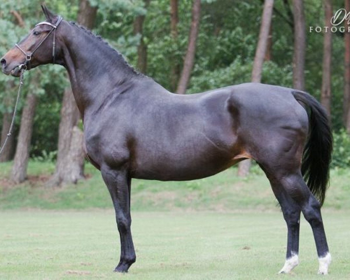 Zuchtstute O.Esther (KWPN (Niederländisches Warmblut), 1996, von Jazz)