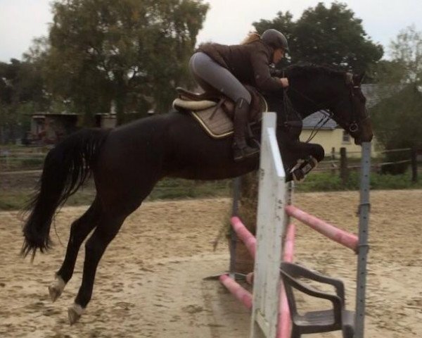broodmare Danina HS (Westphalian, 2011, from Damarco)