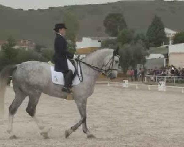 dressage horse Dacapo (Zweibrücken, 2003, from De Niro)