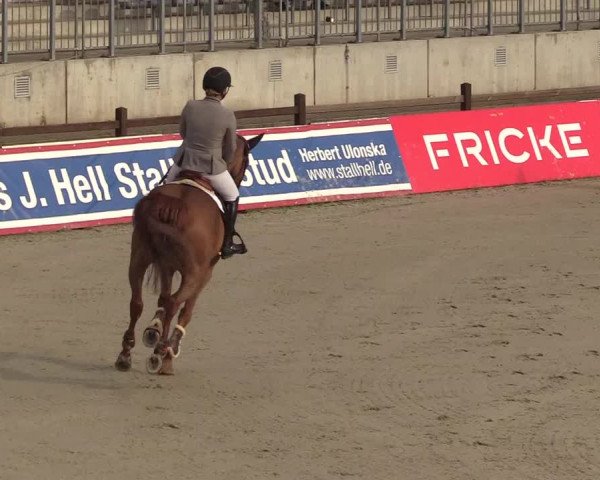 Reitturnier CSI** Westergellersen 2020