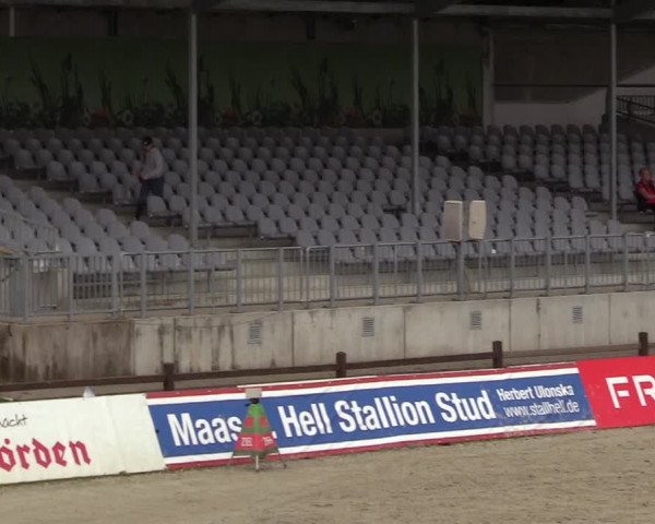 Reitturnier CSI** Westergellersen 2020