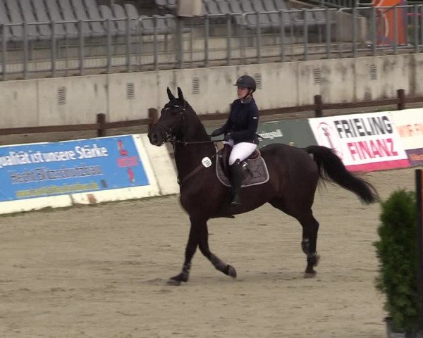 Reitturnier CSI** Westergellersen 2020
