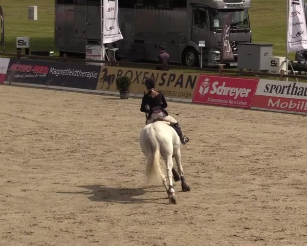 Reitturnier CSI** Westergellersen 2020