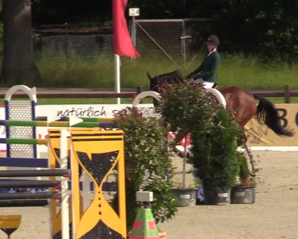 Reitturnier CSI** Westergellersen 2020
