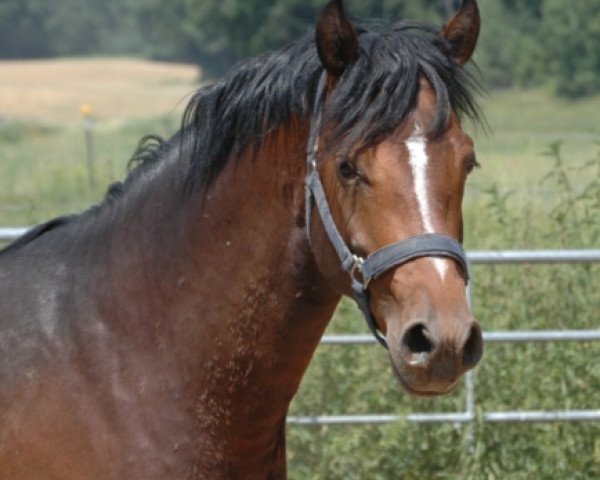 horse Wallach v. Dance on Top (German Riding Pony, 2012, from Dance On Top)
