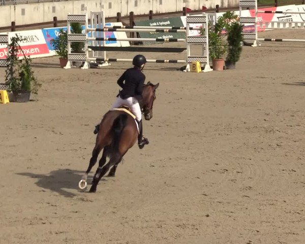 Reitturnier CSI** Westergellersen 2020