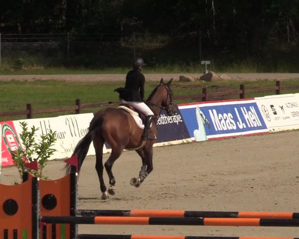 Reitturnier CSI** Westergellersen 2020