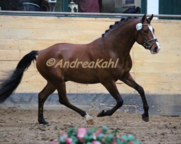horse De Janeiro (German Riding Pony, 2012, from Dance On Top)