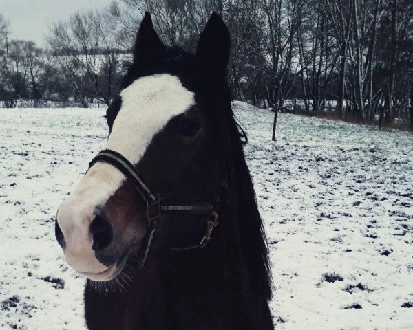 horse Enzians Maxime (Welsh-Cob (Sek. C),  , from Moarzicht's Marck)