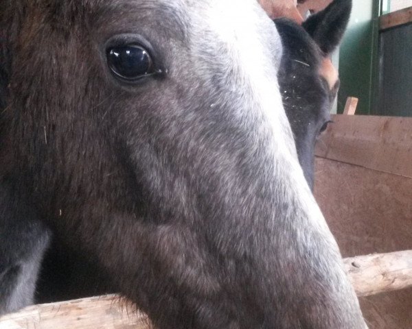 horse Ceep Cool Mr. Cool (Hanoverian, 2014, from Calle)