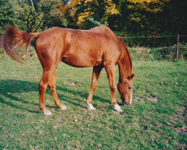 horse Bonny (Budyonny, 1983, from Brunet)