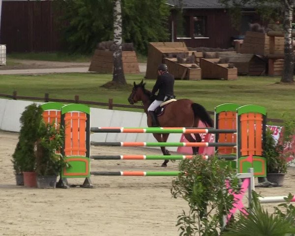 Reitturnier CSI** Westergellersen 2020