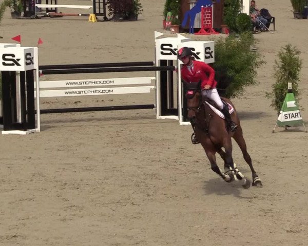 Reitturnier CSI** Westergellersen 2020