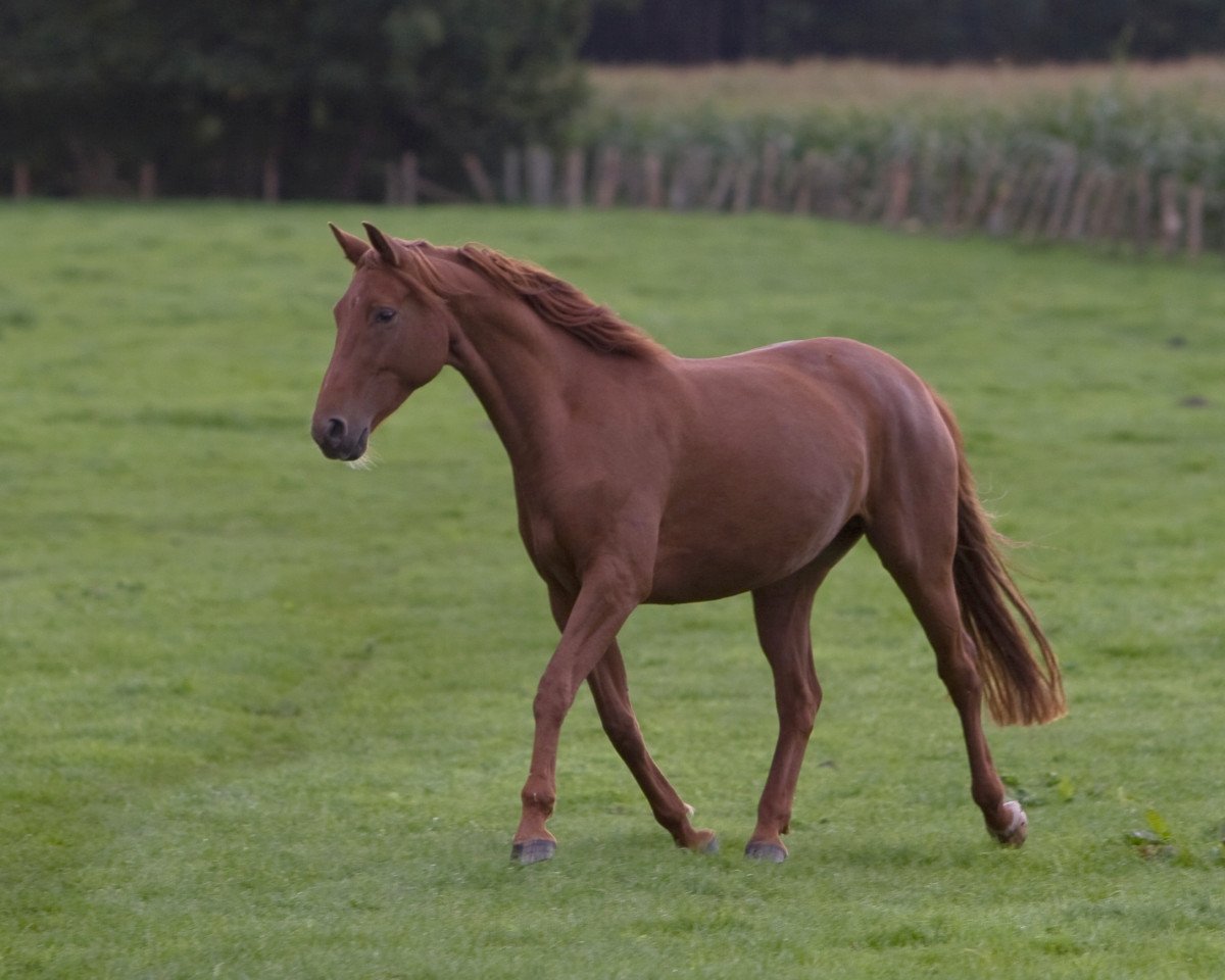 horse Lea (German Sport Horse, 2010, from Levistano)