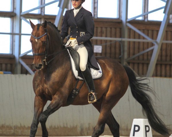 dressage horse Saluut (KWPN (Royal Dutch Sporthorse), 1999, from Flemmingh)