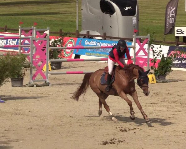 Reitturnier CSI** Westergellersen 2020