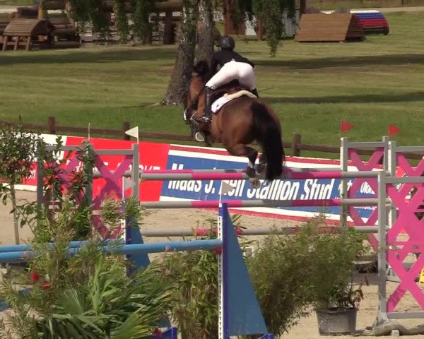 Reitturnier CSI** Westergellersen 2020