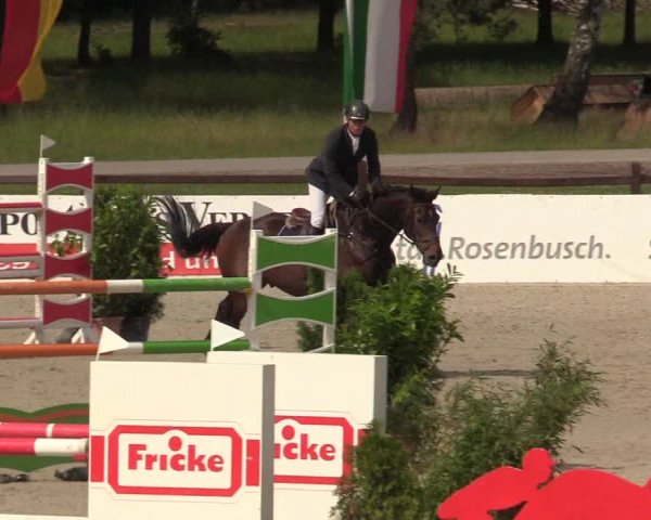Reitturnier CSI** Westergellersen 2020