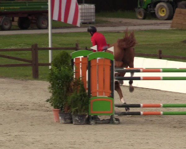Reitturnier CSI** Westergellersen 2020