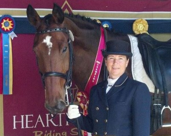 horse G Sharp (Hanoverian, 2001, from Graf Top)