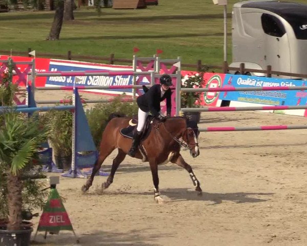 Reitturnier CSI** Westergellersen 2020