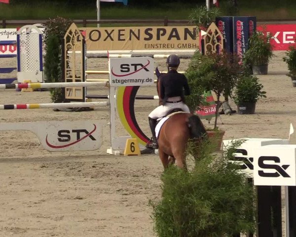 Reitturnier CSI** Westergellersen 2020