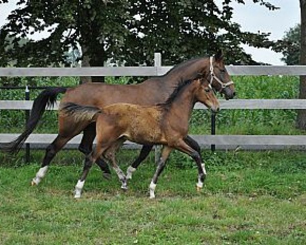 Zuchtstute Riante v.d. Stuyver (Rheinländer, 1994, von Ravallo 115 FIN) Zuchtstute Riante v.d. Stuyver (Rheinländer, 1994, von Ravallo 115 FIN)