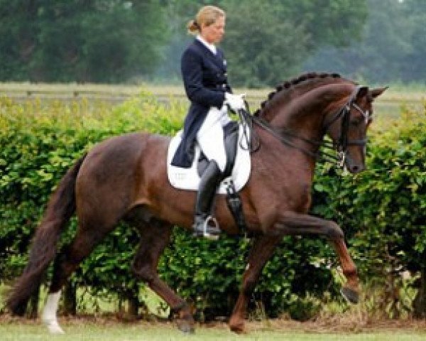 stallion FRH Rassolini (Hessian Warmblood, 2003, from Rubioso N)
