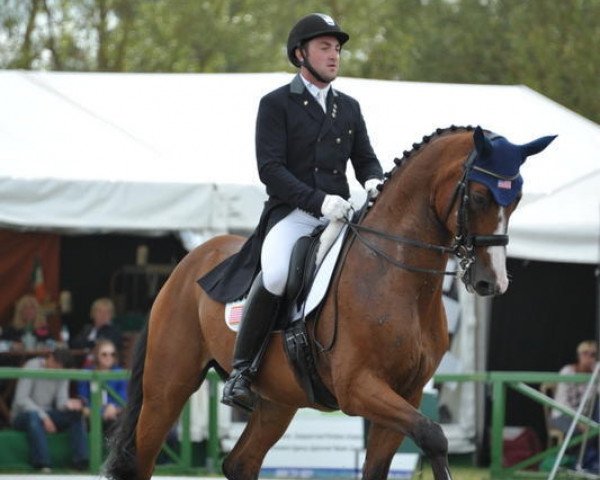 dressage horse Lombardo Lhf (Hanoverian, 2000, from Londonderry)