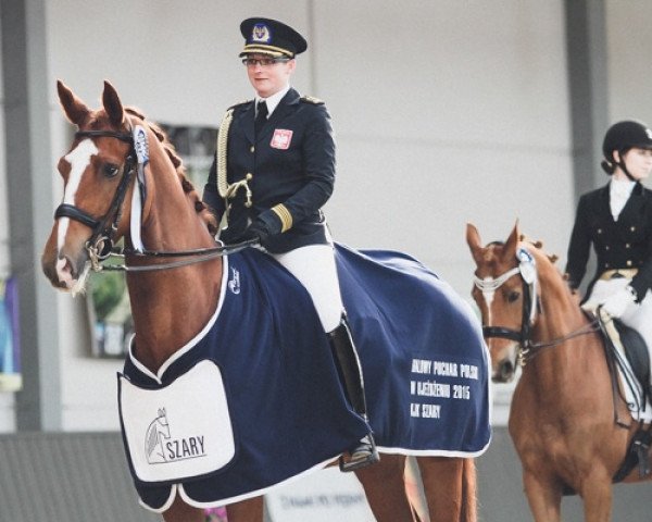 dressage horse Love Me (Hanoverian, 2008, from Locksley II)