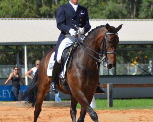 dressage horse Silbermond (Rhinelander, 2006, from Sir Donnerhall I)